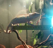 Chameleon pardálí