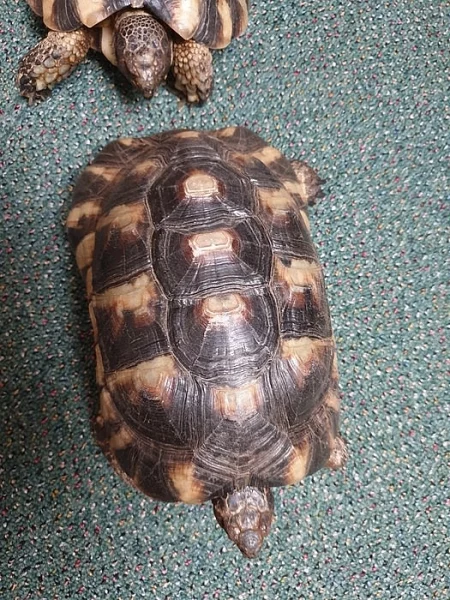 Želva vroubená (Testudo marginata)