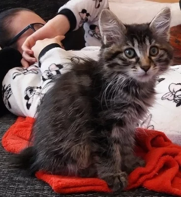 Kurilský bobtail s PP - koťátka