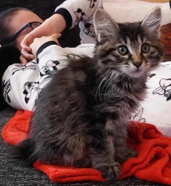 Kurilský bobtail s PP - koťátka