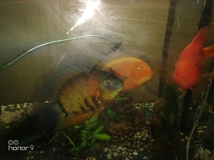 cichlida papouščí