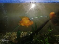 cichlida papouščí