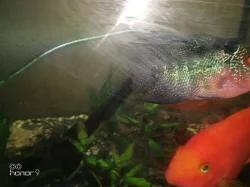 cichlida papouščí