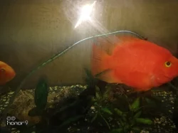 cichlida papouščí