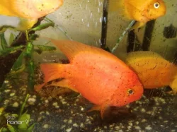 cichlida papouščí