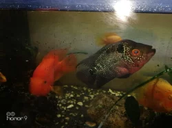 cichlida papouščí