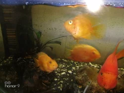 cichlida papouščí