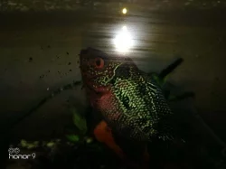 cichlida papouščí