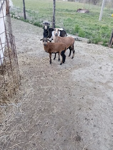 Prodám ovečku