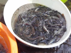 Mník jednovousý rychlený - příjem objednávek