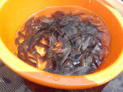 Mník jednovousý rychlený - příjem objednávek