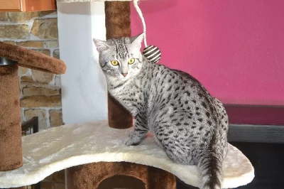 Egyptská mau