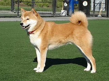 Koupím štěně SHIBA INU