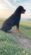 štěňata Rottweilera křížené s Border kolií