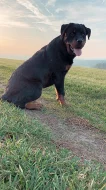 štěňata Rottweilera křížené s Border kolií