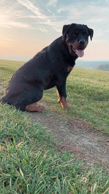 štěňata Rottweilera křížené s Border kolií