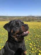 štěňata Rottweilera křížené s Border kolií