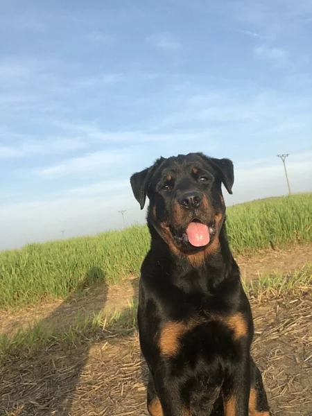 štěňata Rottweilera křížené s Border kolií