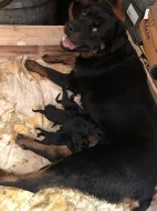štěňata Rottweilera křížené s Border kolií