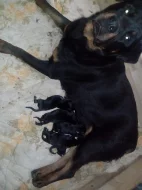 štěňata Rottweilera křížené s Border kolií