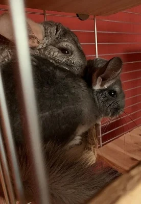 Levně prodám nebo daruji páreček činčil