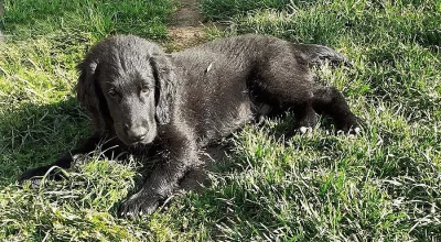 Flat coated retriever
