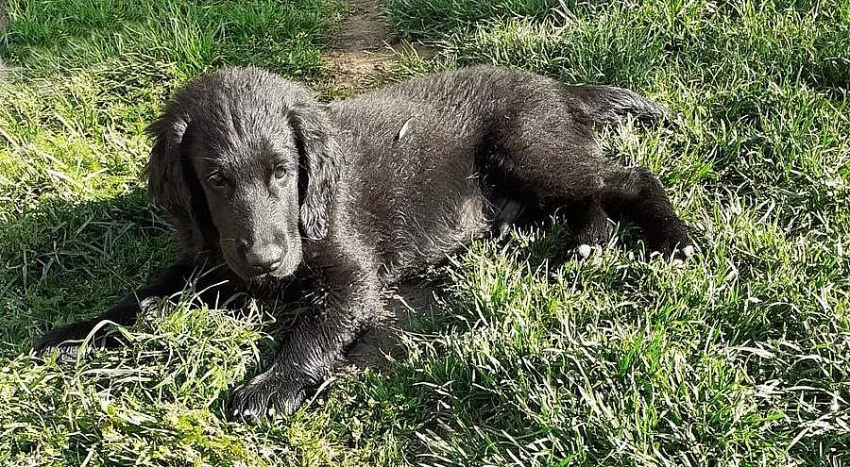 Flat coated retriever