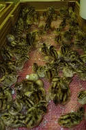Bažant obecný, královský, perlička kropenatá, krocan divoký