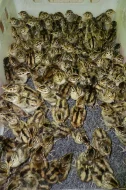 Bažant obecný, královský, perlička kropenatá, krocan divoký