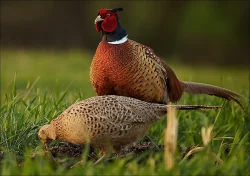 Bažant obecný, královský, perlička kropenatá, krocan divoký