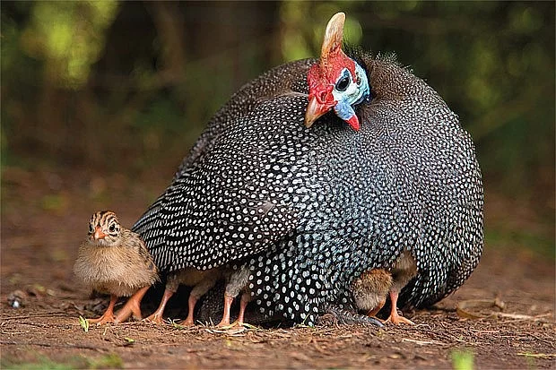 Bažant obecný, královský, perlička kropenatá, krocan divoký