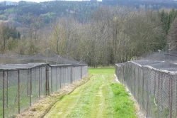 Bažant obecný, královský, perlička kropenatá, krocan divoký