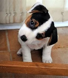 štěňata jack russell teriéra