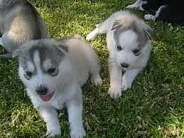 Okouzlující štěňátka sibiřského husky