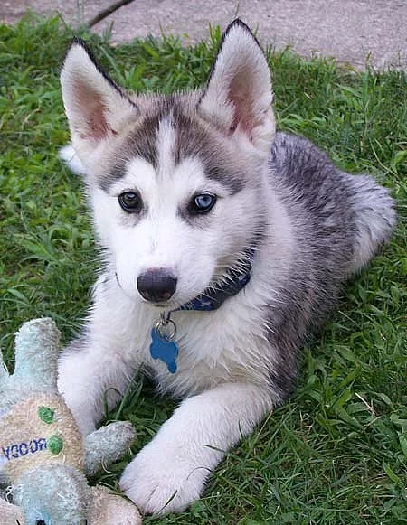 Sibiřští husky štěňata sPP