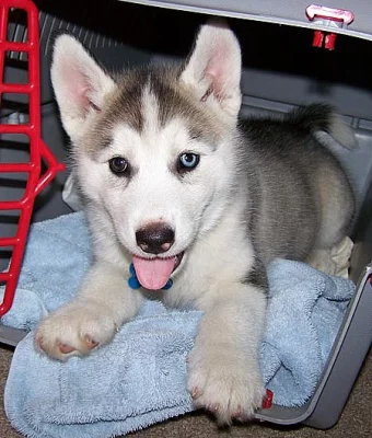 Sibiřští husky štěňata sPP