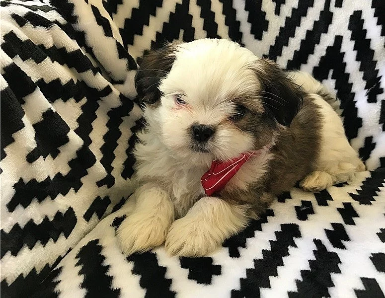Domácí trénovaná štěňata Shih Tzu