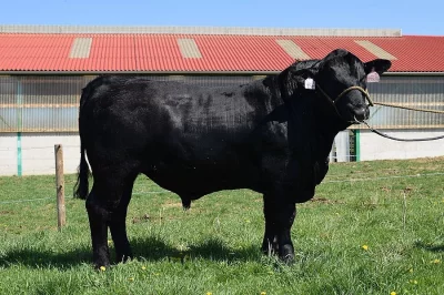 Plemenný býk Aberdeen Angus