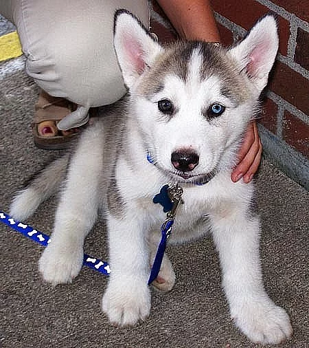 Sibiřští husky štěňata s PP