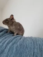 Daruji osmáka