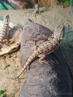 Agama vousatá - mláďata