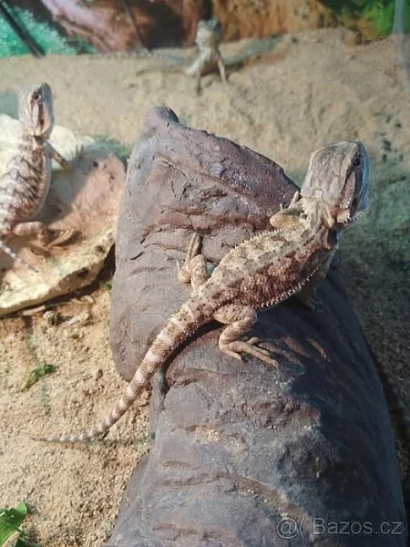 Agama vousatá - mláďata