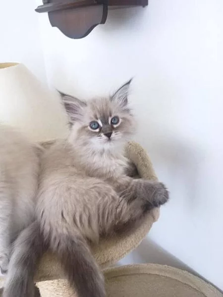 Neva Masquerade s PP (Seal point, Seal tabby point)