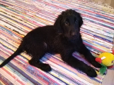 Flat coated retriever