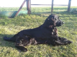 Flat coated retriever