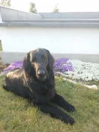 Flat coated retriever