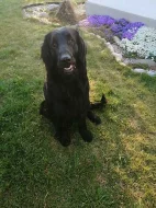 Flat coated retriever