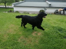 Flat coated retriever