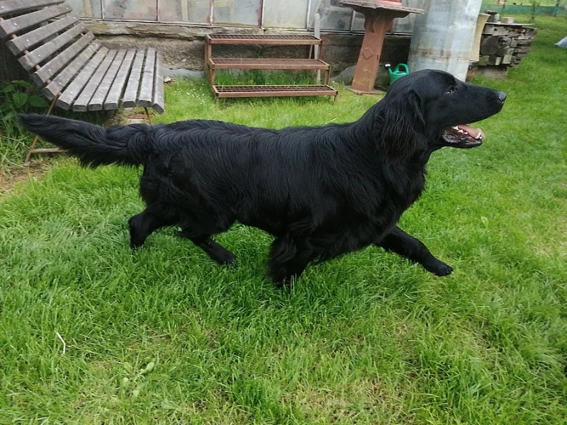 Flat coated retriever