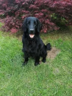 Flat coated retriever